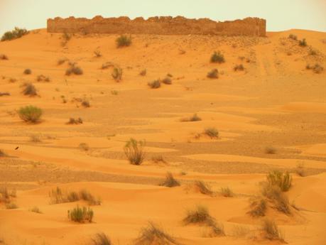 TUNEZ:UN PASEO EN DROMEDARIO HASTA KSAR GHILANE