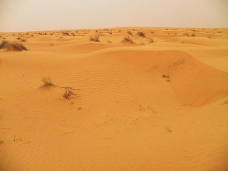 TUNEZ:UN PASEO EN DROMEDARIO HASTA KSAR GHILANE