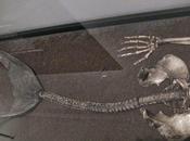 misteriosa Sirena Copenhague