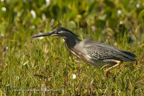 Garcita azulada (Striated Heron) Butorides striatus