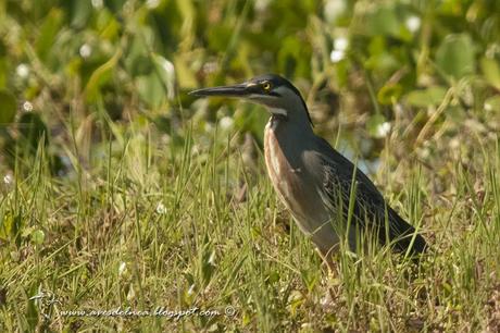 Garcita azulada (Striated Heron) Butorides striatus