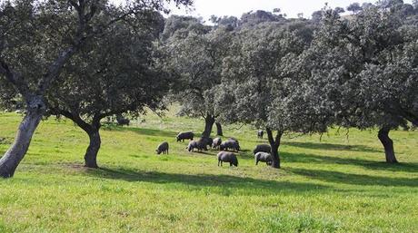 Cerdo ibérico de bellota Finca Las Hazas
