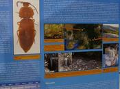 elatérido, ejemplo adaptaciones medio subterráneo?