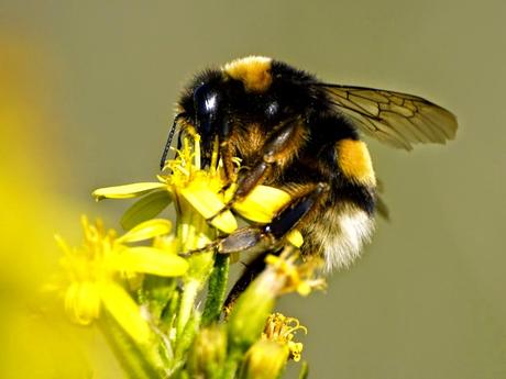 Otro polinizador - Other pollinator. The Bombus.