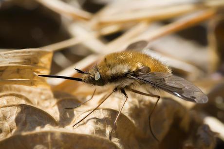 Para ampliar Bombylius major (Linnaeus, 1758) hacer clic