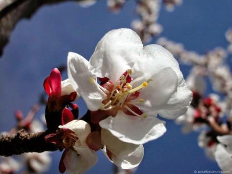 Flor de Albaricoquero