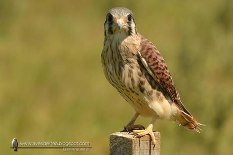 Halconcito colorado (American Kestrel) Falco sparverius