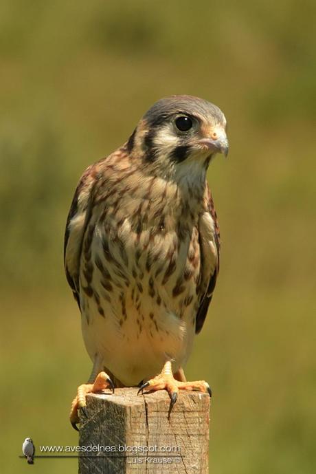 Halconcito colorado (American Kestrel) Falco sparverius