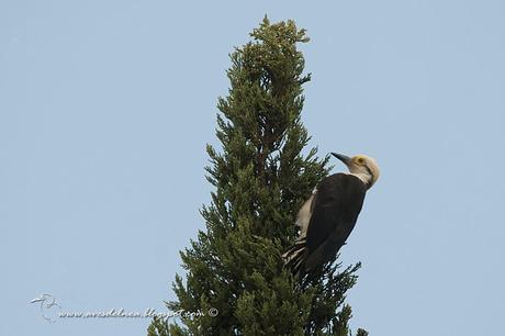 Carpintero blanco (White Woodpecker) Melanerpes candidus