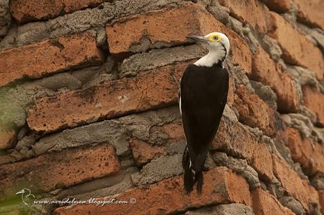 Carpintero blanco (White Woodpecker) Melanerpes candidus