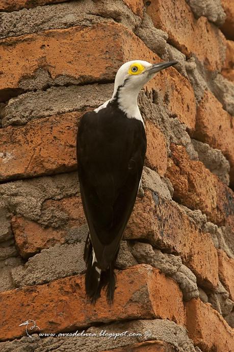 Carpintero blanco (White Woodpecker) Melanerpes candidus