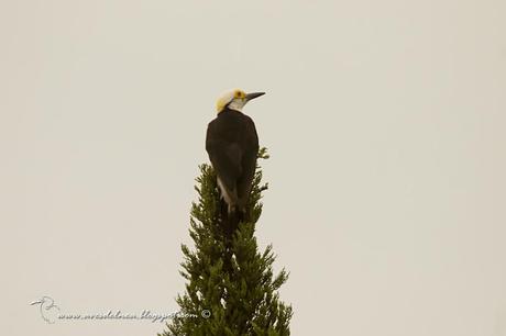 Carpintero blanco (White Woodpecker) Melanerpes candidus