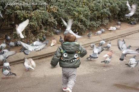 niño persiguiendo palomas