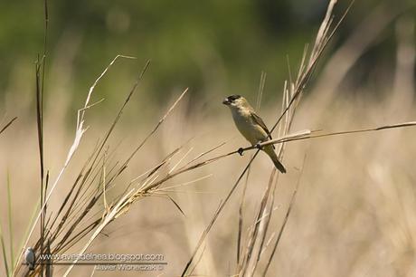 Capuchino cobrizo (Copper Seedeater) Sporophila bouvreuil
