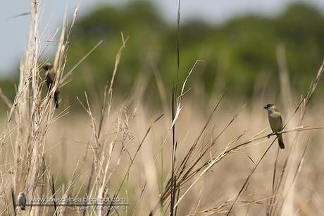 Capuchino cobrizo (Copper Seedeater) Sporophila bouvreuil
