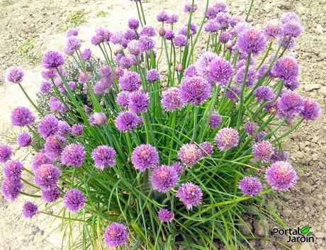 Del florero al plato: Las flores también se comen