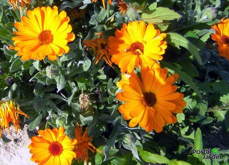 Del florero al plato: Las flores también se comen