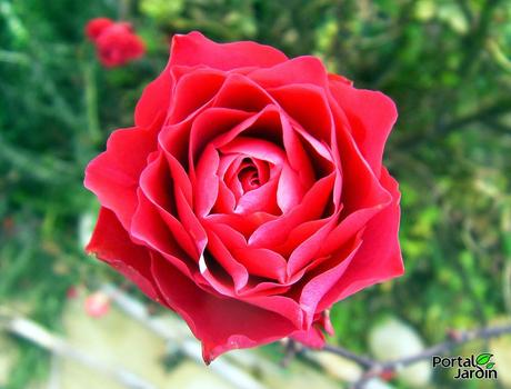 Del florero al plato: Las flores también se comen