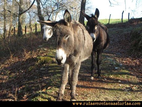 Ruta Foces del Rio Pendon y Varallonga: Burros