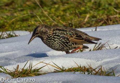 ARABA BAJO LA NIEVE