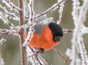 Araba bajo nieve