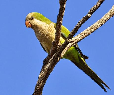 ¿Te apuntas a contar cotorras?