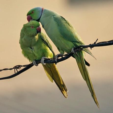 ¿Te apuntas a contar cotorras?