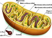 Alteraciones mitocondriales