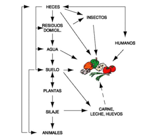 Desinfección de hortalizas, verduras y frutas. vias de transmision alimentaria