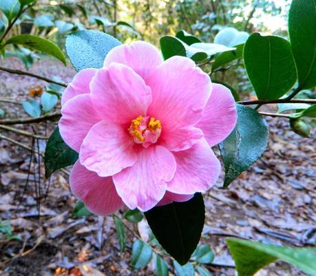 El jardín de La Saleta en Invierno, del 20 de enero de 2015 al 19 de febrero. Saleta's Garden in Winter, January 20, 2015 - February 19.