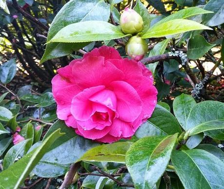 El jardín de La Saleta en Invierno, del 20 de enero de 2015 al 19 de febrero. Saleta's Garden in Winter, January 20, 2015 - February 19.