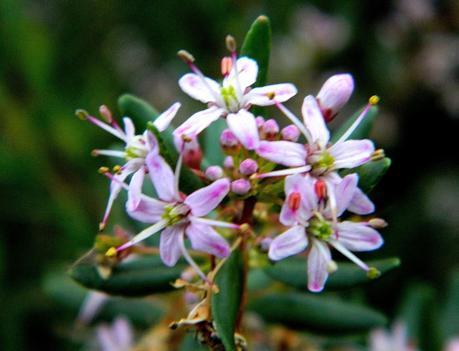 El jardín de La Saleta en Invierno, del 20 de enero de 2015 al 19 de febrero. Saleta's Garden in Winter, January 20, 2015 - February 19. El jardín de La Saleta en Invierno, del 20 de enero de 2015 al 19 de febrero. Saleta's Garden in Winter, January 20, 2015 - February 19.