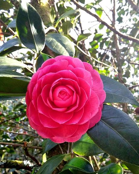 El jardín de La Saleta en Invierno, del 20 de enero de 2015 al 19 de febrero. Saleta's Garden in Winter, January 20, 2015 - February 19.