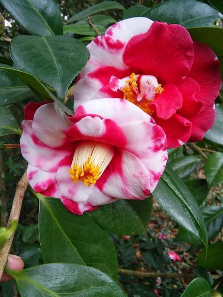 El jardín de La Saleta en Invierno, del 20 de enero de 2015 al 19 de febrero. Saleta's Garden in Winter, January 20, 2015 - February 19.