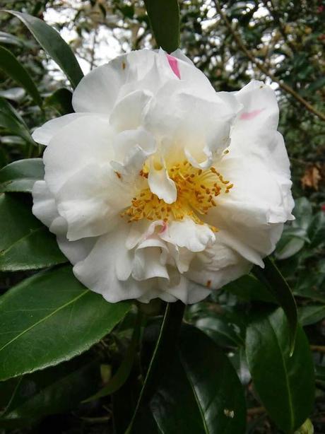 El jardín de La Saleta en Invierno, del 20 de enero de 2015 al 19 de febrero. Saleta's Garden in Winter, January 20, 2015 - February 19.