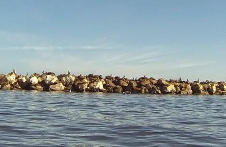 Adventures by the Sea Monterey Bay Aquarium, Monterey Bay, California, Road Trip, Estados Unidos,