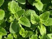 Truco casero para dolor cabeza orégano