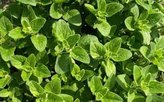 Truco casero para el dolor de cabeza con orégano