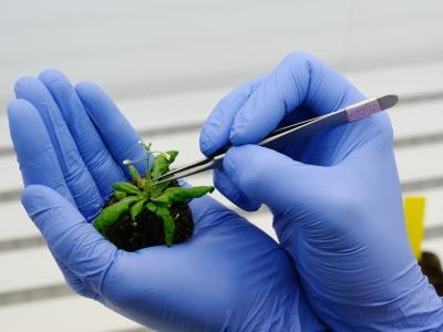 ingeniería genética 