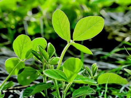 ingeniería genética 