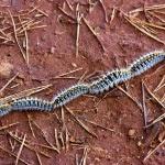 Procesarionaria, perros y gatos. ¡¡¡ PELIGRO !!!