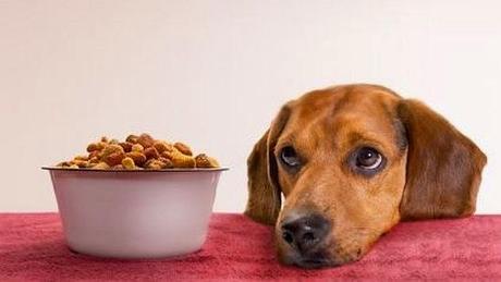 La rutina de la comida del perro (vídeo)
