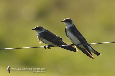 Golondrina parda (Brown-chested Martin) Progne tapera67