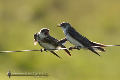 Golondrina parda (Brown-chested Martin) Progne tapera466