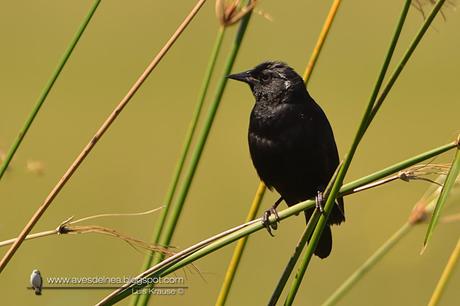 Varillero negro (Unicolored Blackbird) Agelasticus cyanopus