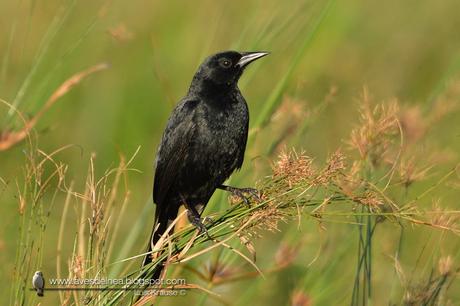 Varillero negro (Unicolored Blackbird) Agelasticus cyanopus