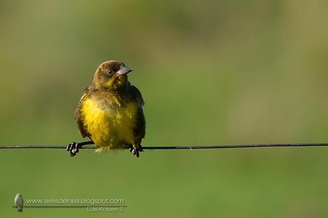 Pecho amarillo común (Brown-and-yellow Marshbird) Pseudoleistes virescens