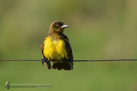 Pecho amarillo común (Brown-and-yellow Marshbird) Pseudoleistes virescens