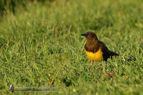 Pecho amarillo común (Brown-and-yellow Marshbird) Pseudoleistes virescens