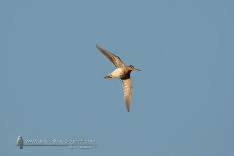 Becasina común (South-American Snipe) Gallinago paraguaiae